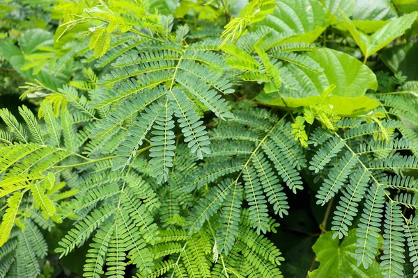 Plantes Étonnantes Fleurs Palmiers Forêt Tropicale — Photo