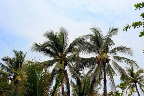 Verbazingwekkende Planten Bloemen Palmen Van Het Regenwoud — Stockfoto