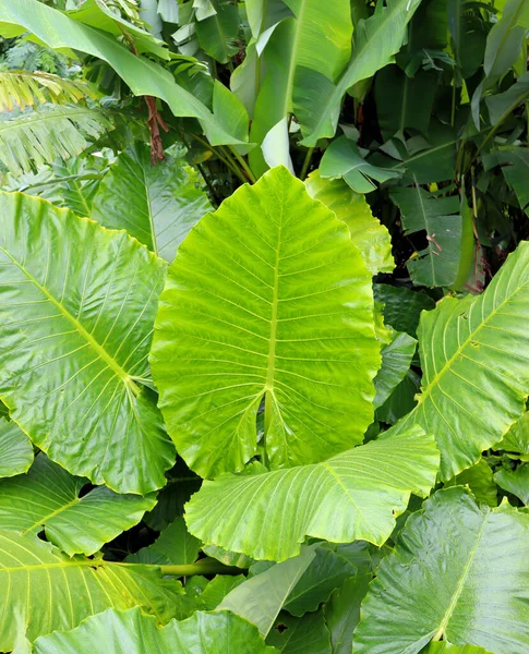 Hojas Grandes Plantas Del Bosque Lluvioso —  Fotos de Stock