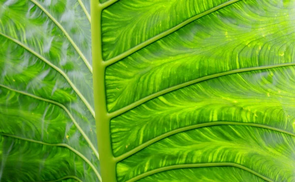 Большие Листья Тропических Лесов — стоковое фото