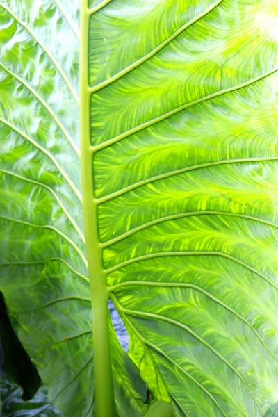 Hojas Grandes Plantas Del Bosque Lluvioso — Foto de Stock