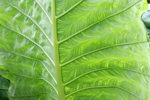 熱帯雨林植物の大きな葉 — ストック写真