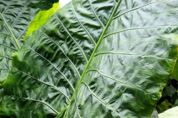 熱帯雨林植物の大きな葉 — ストック写真