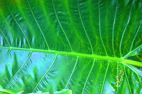 Duże Liście Roślin Tropikalnych — Zdjęcie stockowe