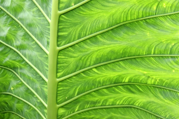 熱帯雨林植物の大きな葉 — ストック写真