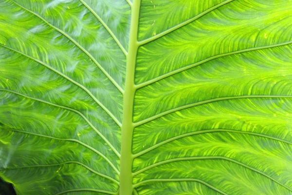 Hojas Grandes Plantas Del Bosque Lluvioso — Foto de Stock