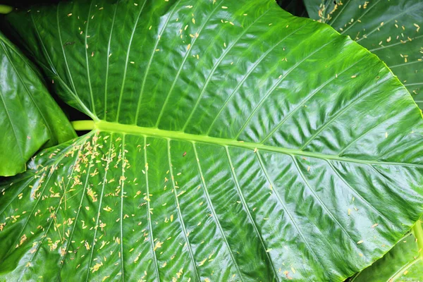 Grote Bladeren Van Regenwoudplanten — Stockfoto