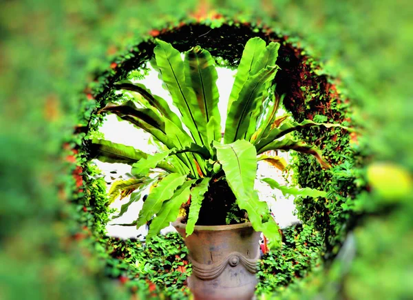 熱帯雨林植物の大きな葉 — ストック写真