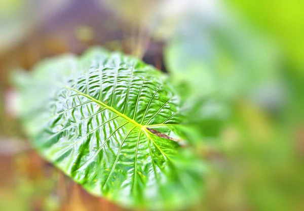 Grandes Folhas Plantas Floresta Tropical — Fotografia de Stock