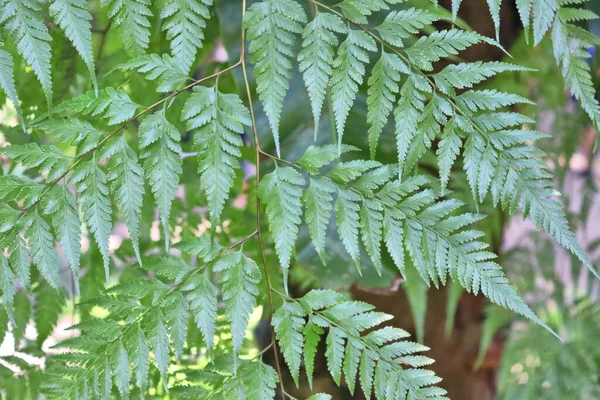 熱帯雨林植物の緑豊かな背景 — ストック写真
