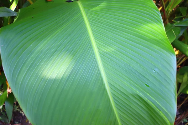 熱帯雨林植物の大きな葉 — ストック写真