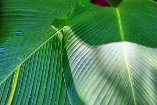 Grandes Folhas Plantas Floresta Tropical — Fotografia de Stock