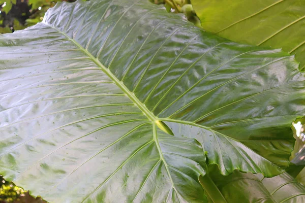 Hojas Grandes Plantas Del Bosque Lluvioso — Foto de Stock