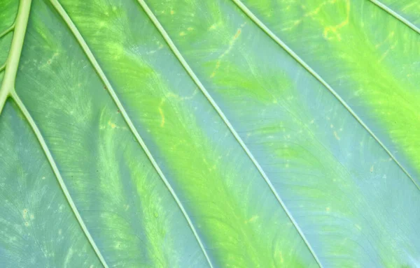 熱帯雨林植物の大きな葉 — ストック写真