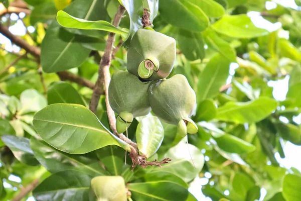 Grands Fruits Feuilles Plantes Forêt Tropicale Dans Parc Botanique Feuilles — Photo