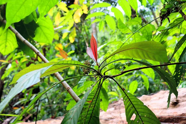 Botanik Parkında Yaprak Döken Yağmur Ormanlarının Geniş Meyve Yaprakları — Stok fotoğraf