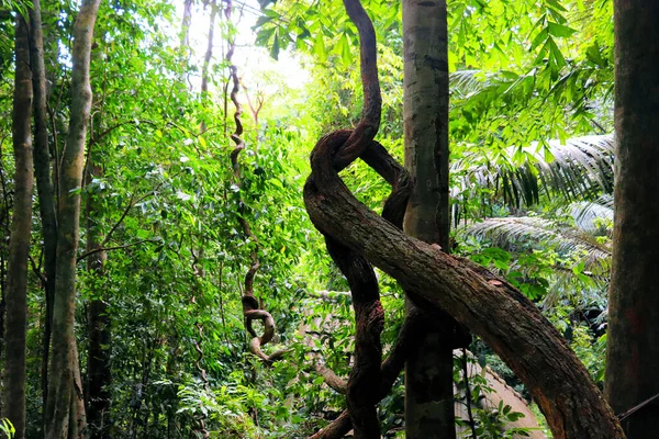 Large Fruits Leaves Rainforest Plants Botanical Park Deciduous Background — Stock Photo, Image