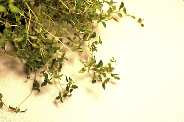 Вид Зеленые Ветви Листья Тимьяна Светлом Фоне — стоковое фото