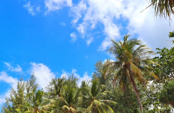 Tropisch Strand Met Palmbomen Zand Golven Wintervakantie Thailand Kerst Het — Stockfoto