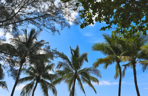 ヤシの木 砂と波の楽園の休暇を海で熱帯ビーチ ビーチでクリスマス ロマンチックな風景 — ストック写真