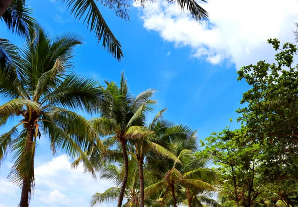 Hot Strand Met Palmbomen Zand Golven Paradijs Vakantie Aan Zee — Stockfoto