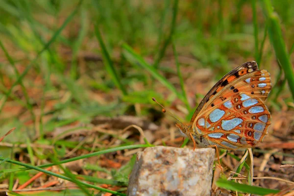 Hermosa Mariposa Colorida Descansando Sobre Una Piedra — Foto de Stock