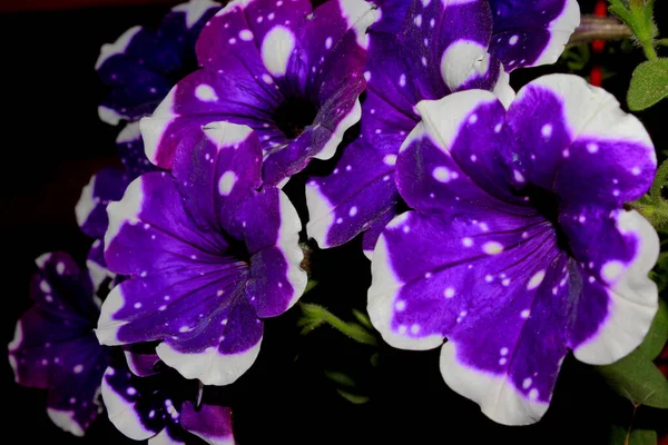 Petunia Bloemen Paars Gekleurd Met Zijvlekken Stippen — Stockfoto