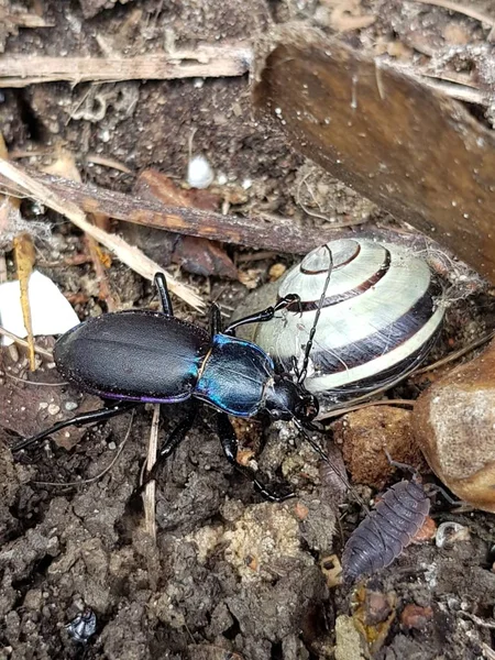 beetle, pill bug, snail, animal synergy