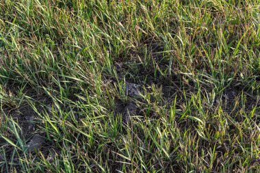 Taze Işık yeşil çim en iyi görünümü ve taşlar Güneşin yumuşak ışığı ile zaten toprak dışında büyüdü akşam çim aşağı sıçrayan