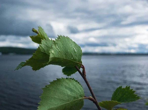 Úzká zelená stika se prostěradla na rozmazané mořské hladině je místem pro text — Stock fotografie