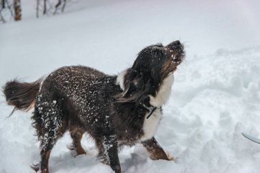 Bükreş 'in koyu kahverengi köpeği kış ormanlarında yürüyor.