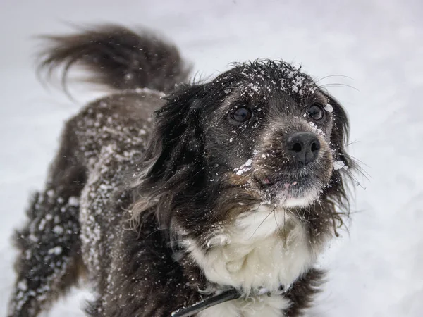 butifull Black brown dog with wight belly walks in the winter forest