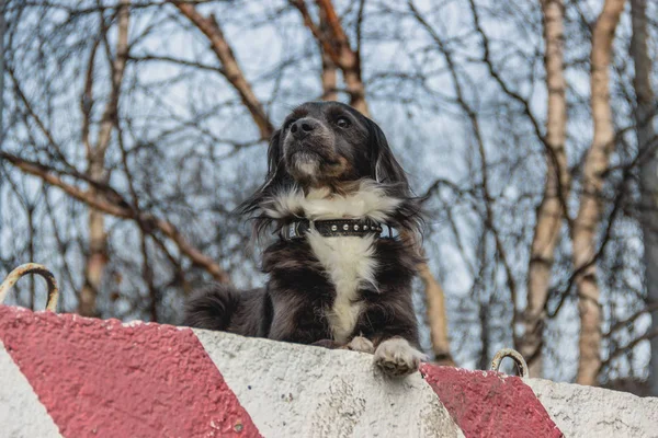 Promenade matinale d'un beau chien dans le parc Mourmansk Russie — Photo