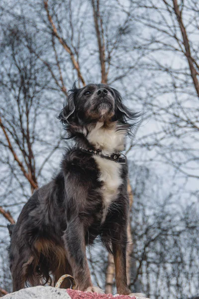 Morgenspaziergang eines schönen Hundes im Park murmansk russland — Stockfoto