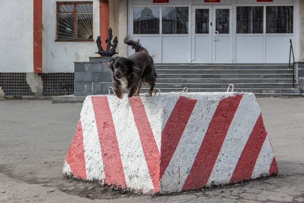 Le chien saute du bloc de béton dans le parc, Mourmansk, Russie — Photo
