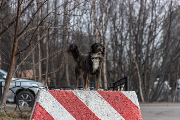Promenade matinale d'un beau chien dans le parc Mourmansk Russie — Photo