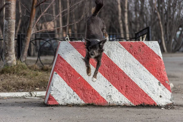 Le chien saute du bloc de béton dans le parc, Mourmansk, Russie — Photo