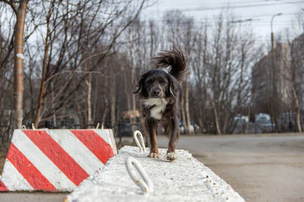 Passeio matinal de um belo cão no parque Murmansk a Rússia — Fotografia de Stock