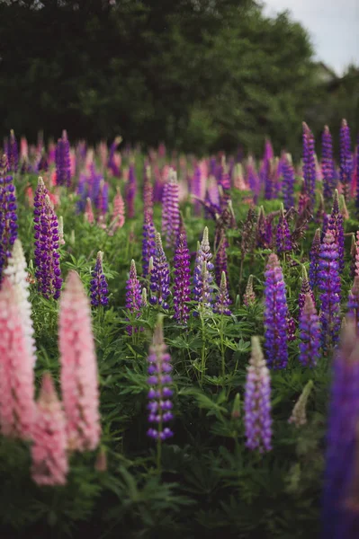 Vackert Fält Med Blommor Lupiner — Stockfoto