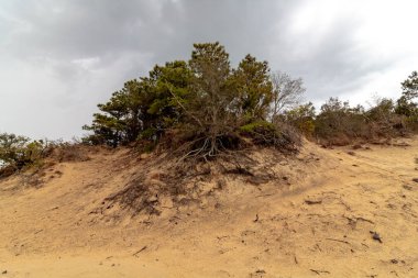 Ağaçlar ve bitki yaşam kum tepeleri üzerinde büyüyen, Jockeys Ridge Nor