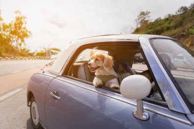 Eski model araba rengi mor ile arabayla yolda zevk köpek