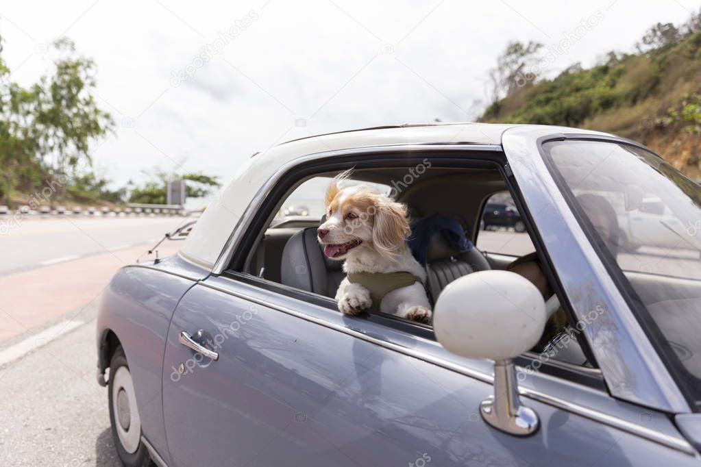 Dog enjoying a ride with the vintage car color purple on the road