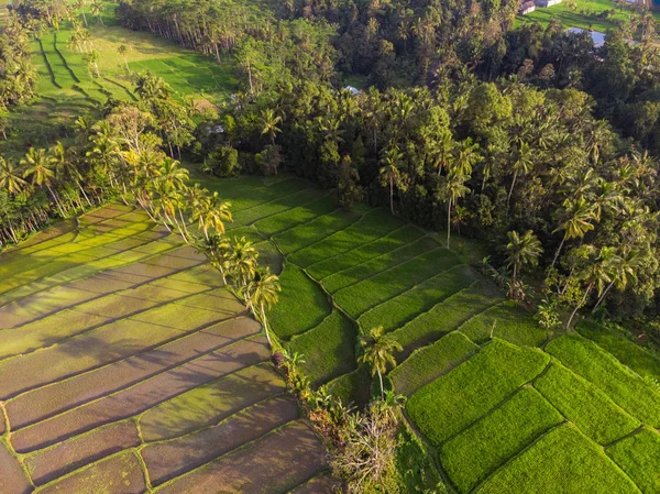 Rice plant terrace Asia agriculture at Bali Indonesia,panggung Indonesia