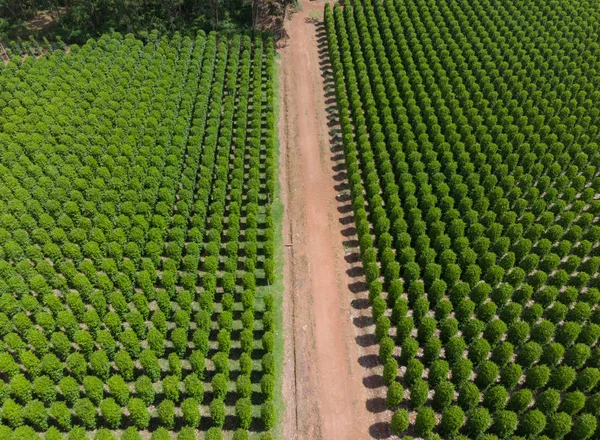 Thailand Chanthaburi Der Garten Ist Berühmt Pfeffer Pfefferplantagen Unterschiedlicher Sorten — Stockfoto