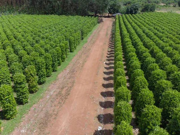 Thailand Chanthaburi Der Garten Ist Berühmt Pfeffer Pfefferplantagen Unterschiedlicher Sorten — Stockfoto