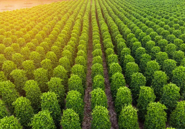 Thailand Chanthaburi Garden Famous Pepper Pepper Plantations Different Varieties Found — Stock Photo, Image