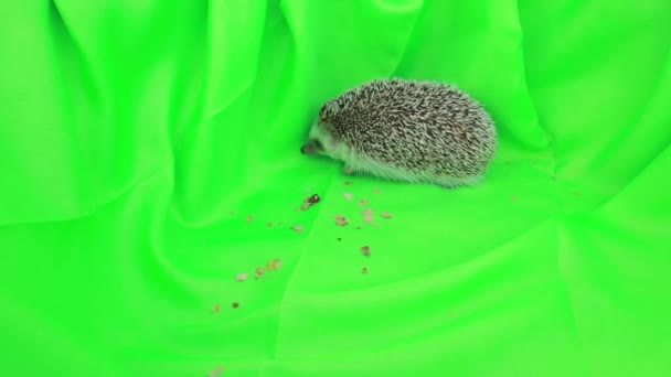 Ein Niedlicher Igel Auf Grünem Bildschirm — Stockvideo