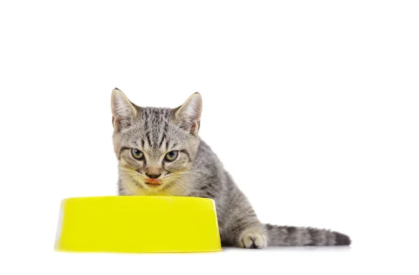 Portret Scottish Fold Jedzenie Żółtą Miskę Kot Jest Słodkie Zwierzę — Zdjęcie stockowe