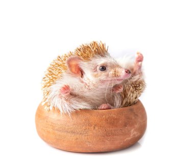 Beyaz arka plan üzerinde izole Avrupa kirpi.