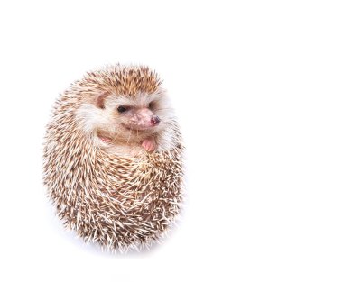 Beyaz arka plan üzerinde izole Avrupa kirpi.